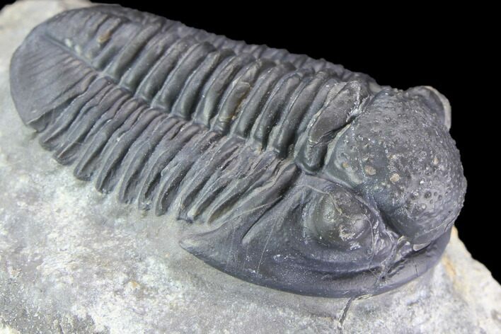 Large, Gerastos Trilobite Fossil - Well Prepared #86393